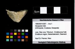 Foto (Objekt + Etikett) von Decapoda indet.  (NHMW-GEO-1990-0041-0397)